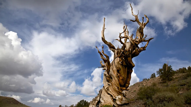 Methuselah (California, USA)