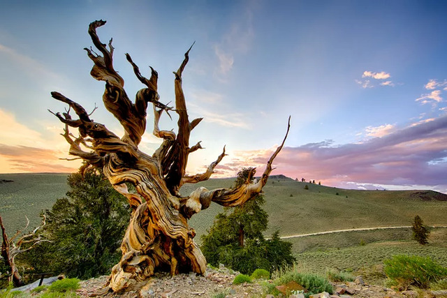 Methuselah's rings offer a treasure trove of information about the climate and environmental changes over the past five millennia