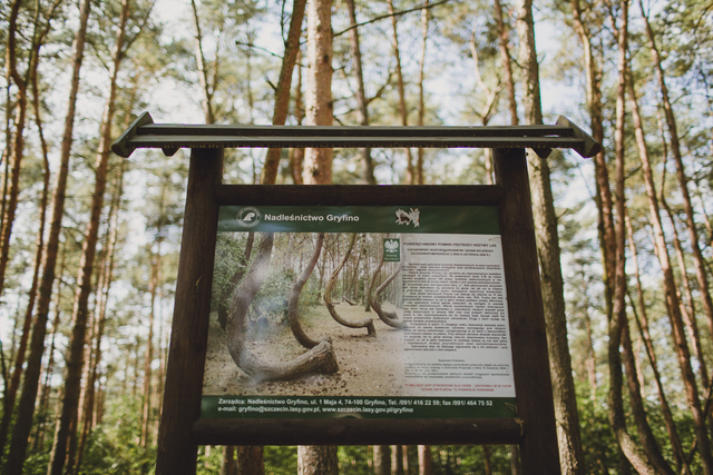 Nestled near the village of Nowe Czarnowo in Gryfino, Poland, the Crooked Forest, or "Krzywy Las," has captivated the imagination of visitors for decades