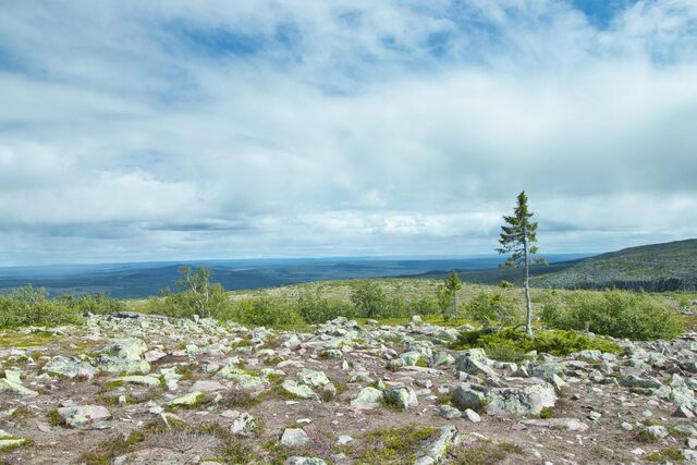 Old Tjikko (Sweden)