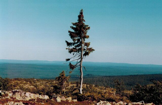 Old Tjikko is the oldest known single-stemmed clonal tree on Earth