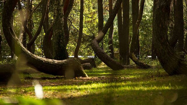 One prevailing theory suggests that the Crooked Forest is the result of human manipulation