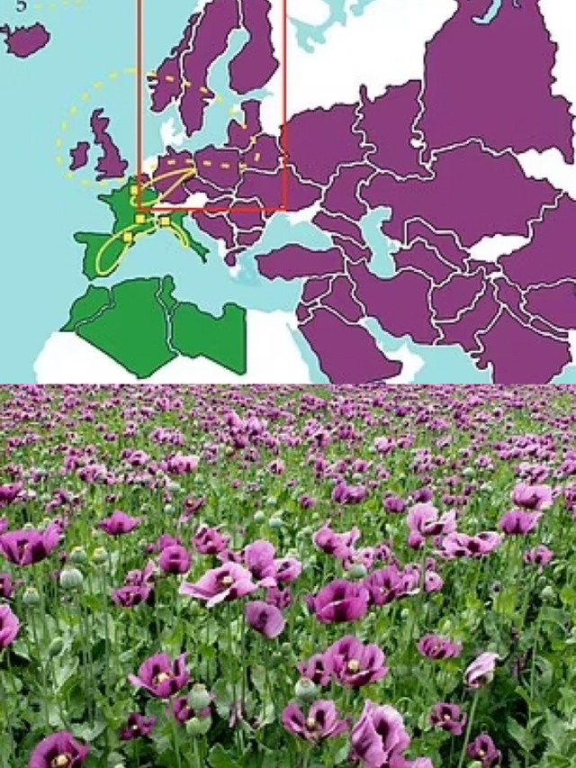 Opium poppies, native to Spain, France, and Northern Africa, became widespread by the Roman era, as illustrated by the map.