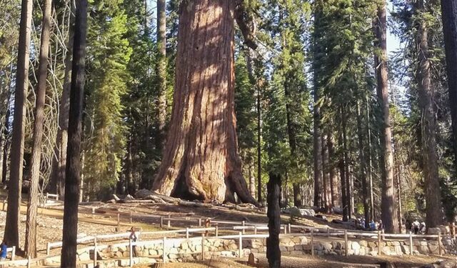 The Grizzly Giant and its neighboring trees have played a pivotal role in conservation history.