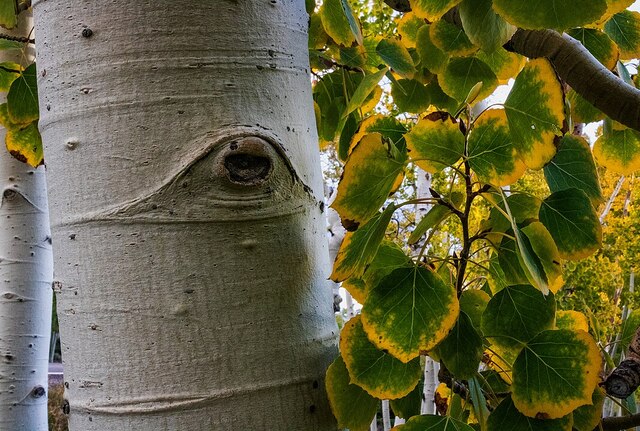 Pando (Utah, USA)