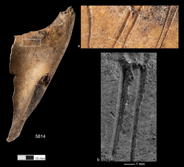 Parallel markings are visible on the posterior surface of an adult scapula, particularly within the cuts identified as 'b.'