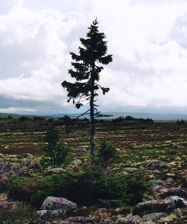 Perched on Sweden’s Fulufjället Mountain, Old Tjikko is a Norway spruce with roots dating back an astonishing 9,550 years.