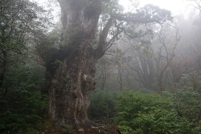 Recognized as part of a UNESCO World Heritage Site, the Jōmon Sugi attracts visitors from around the world, despite its remote and challenging location.