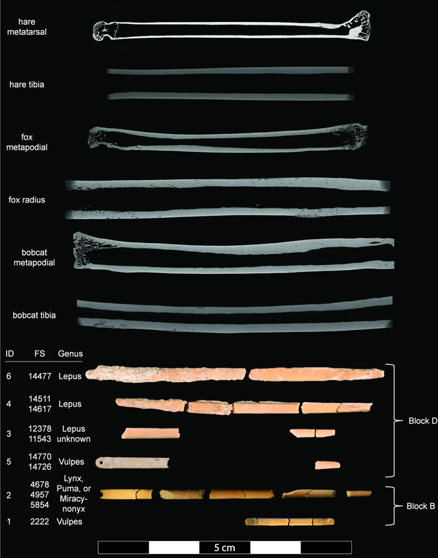 Reconstructions and Micro-CT scans highlight fascinating differences among animal bones, shedding light on their ancient uses.