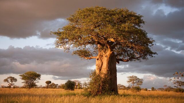 Tarangire National Park is famous for its baobab-dotted landscape, offering iconic wildlife views