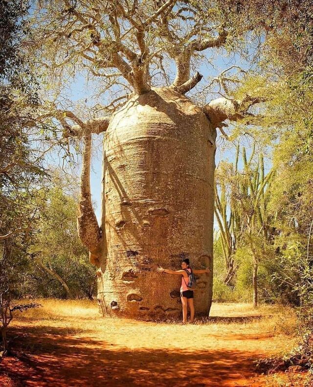 The Baobab: Africa’s Enigmatic Upside-Down Tree