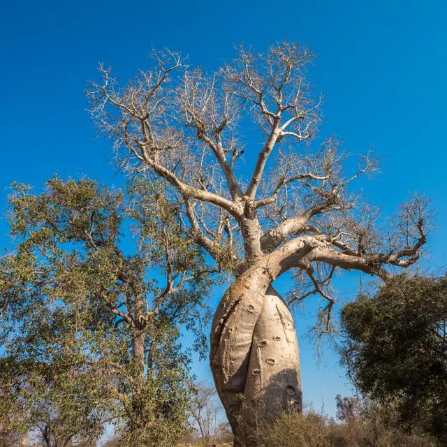 The “Baobab Amoureux” in Bougouni symbolizes love and unity, steeped in local legend.