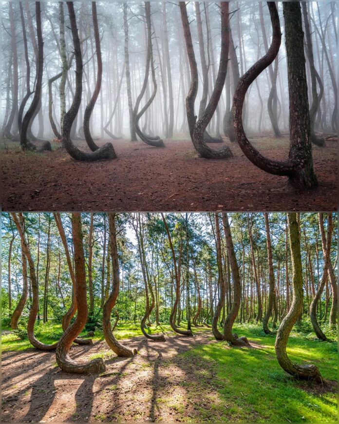 The Enigmatic Crooked Forest: A Natural Wonder or Human Craftsmanship?