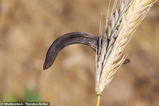 The Germanic tribes may have utilized ergot fungus, which grows on rye and causes potent hallucinations, by grinding it into a powder and consuming it in controlled doses as a stimulant.