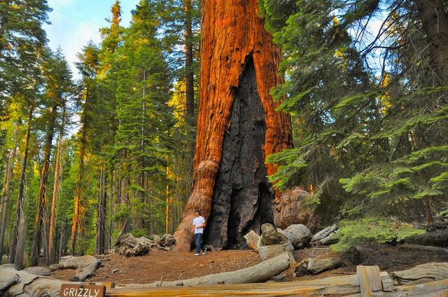 The Grizzly Giant: Secrets of Yosemite’s Majestic Ancient Titan