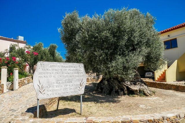 The Monumental Olive Tree of Vouves, estimated to be around 3,000 years old, has been linked to the Sub-Minoan period of Cretan history, approximately 1100 BC