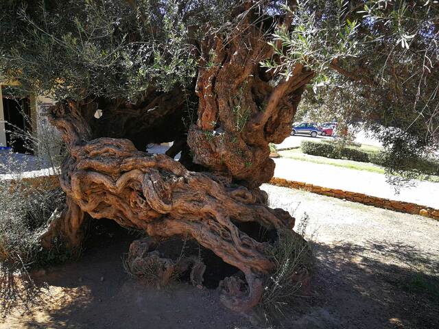 The Monumental Olive Tree of Vouves is not just an ancient relic but a living symbol of endurance