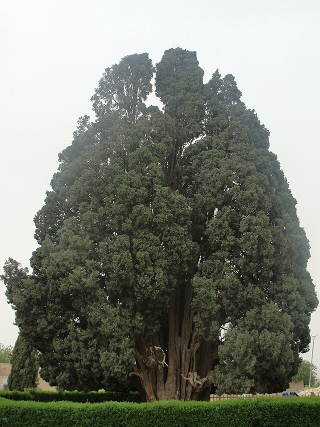 The Sarv-e Abarqu, or Cypress of Abarkuh, is a towering testament to survival in the arid landscape of central Iran.