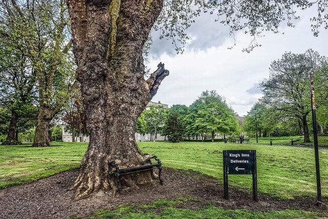 The cast-iron bench, partially engulfed by the tree, highlights the slow yet fascinating natural process at work.