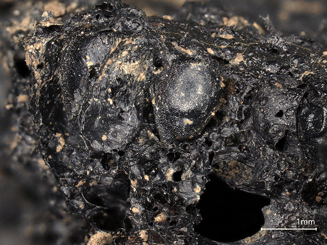 The charred fig uncovered during the Drumanagh excavation, meticulously examined under a 3D digital microscope (Keyence VHX7000) at 30x magnification, unveils fascinating details.