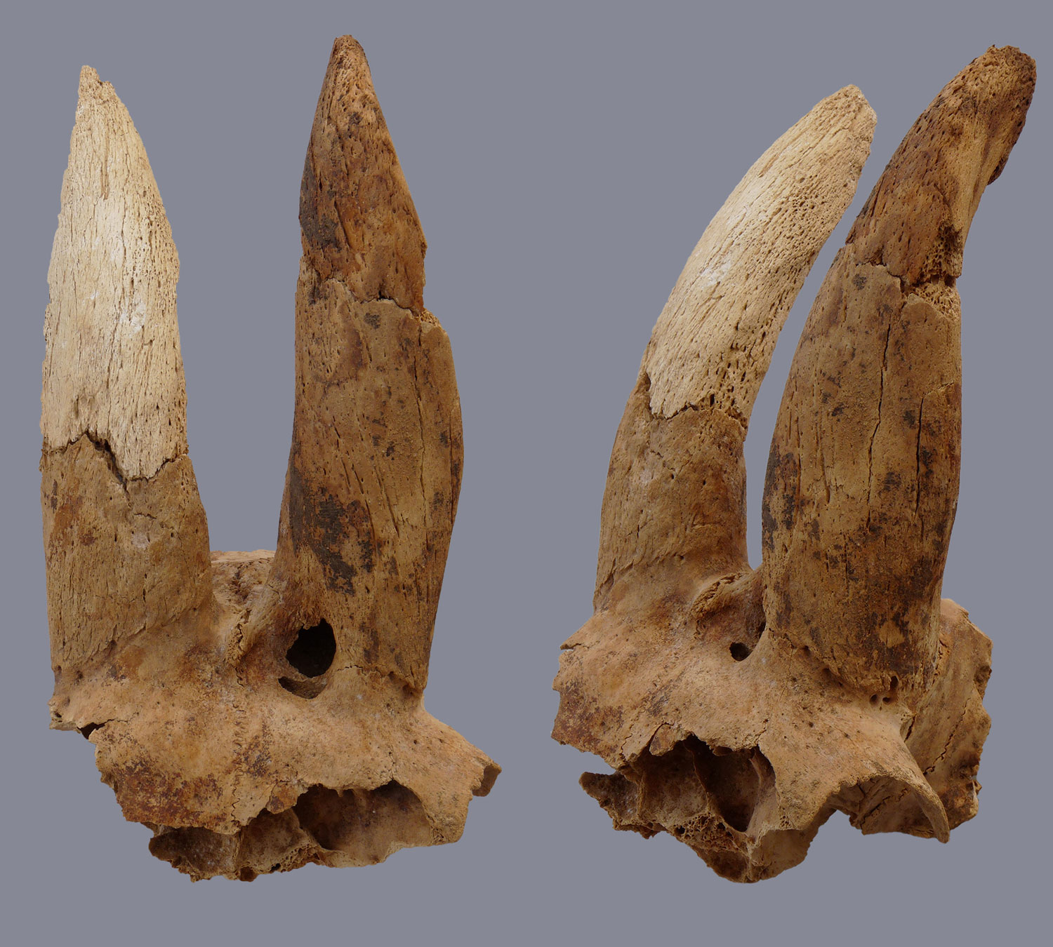 The earliest evidence of deliberate deformation in livestock horns has been traced back to ancient Egyptian practices.