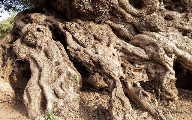 The gnarled and twisted trunk of the Monumental Olive Tree of Vouves, a 3,000-year-old natural wonder located in Crete, Greece