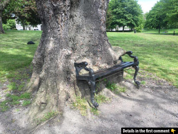 The iconic Hungry Tree at King’s Inns, Dublin, showcasing its unique interaction with a cast-iron bench.