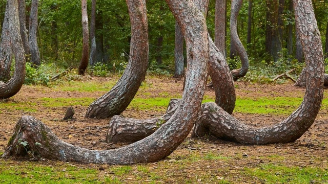 The mystery of the Crooked Forest is compounded by historical and scientific gaps.