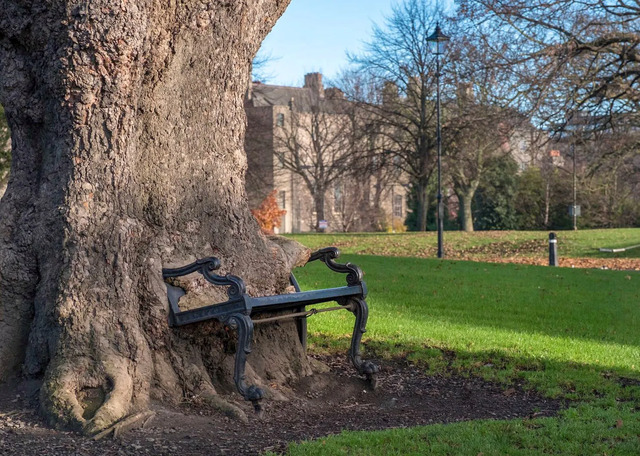 The picturesque setting of the Hungry Tree, a favorite spot for visitors in Dublin’s King’s Inns.