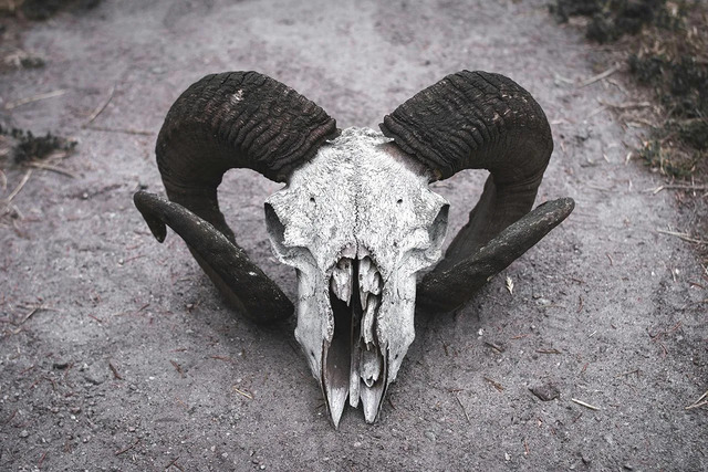 The skull of a ram, showcasing signs of modification, offers a glimpse into the livestock management of ancient civilizations.