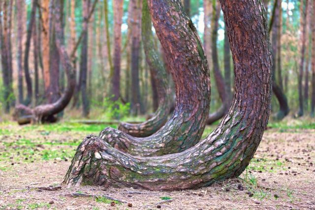 The trees’ curvature has inspired countless hypotheses, ranging from the practical to the supernatural