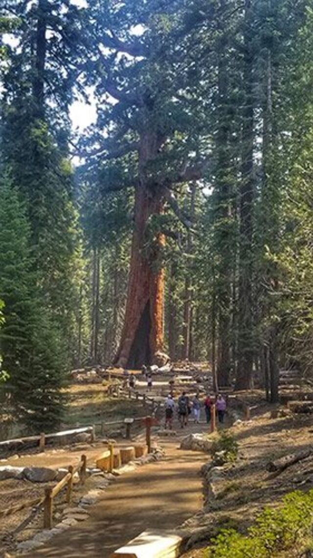 This living relic is estimated to be between 2,000 and 3,000 years old, a timespan that stretches back to when ancient civilizations were thriving in far-off lands