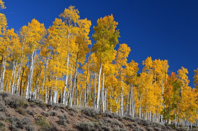 This massive colony weighs an estimated 6,600 tons, making it not only the oldest but also one of the largest living organisms