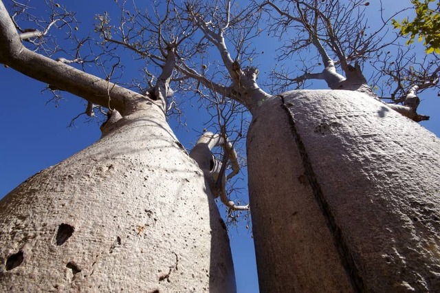 To minimize water loss, baobabs shed their leaves during dry seasons, reducing transpiration.