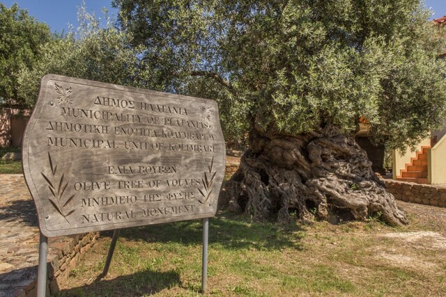 Declared a natural monument in 1990, the tree has become an icon of Crete, celebrated for its historical significance and unique beauty.