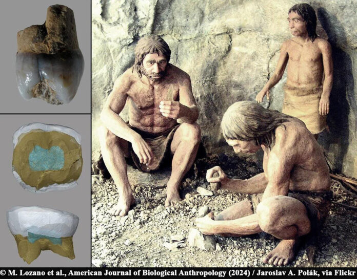 Unearthing History: Neanderthal Discoveries in Arbreda Cave Shed Light on Our Ancient Ancestors