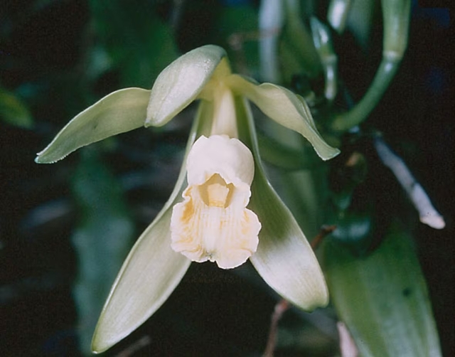 Vanilla planifolia is a species of vanilla orchid cultivated for its elongated pods, which are essential in producing vanilla.