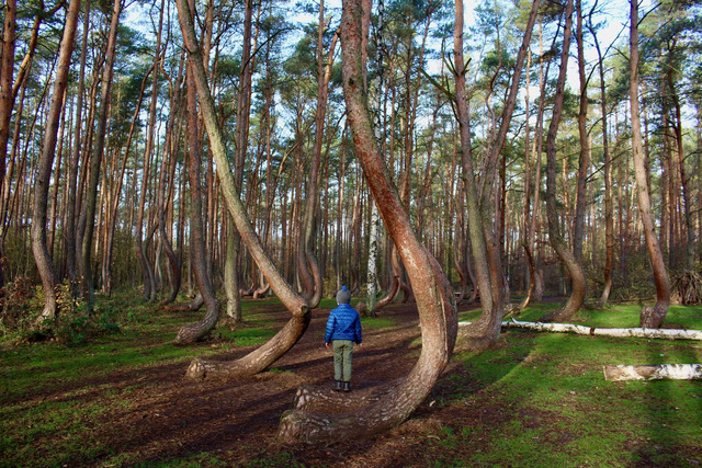 Walking through the forest feels like stepping into another world, where the trees themselves seem to defy the natural order.