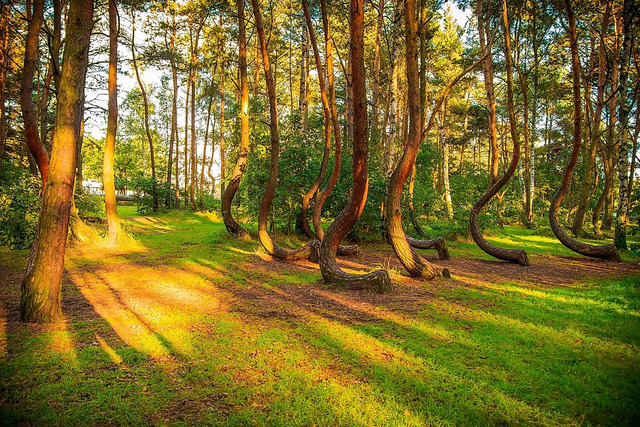 While human involvement is a compelling theory, natural causes have also been proposed to explain the Crooked Forest’s formation