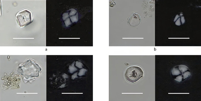 Microscopic images of archaeological starch granules from various grinding stones at Frydenlund, magnified 400 times. Each image shows the granules in plane-polarized (left) and cross-polarized light, with scale bars indicating 20 μm. Credit: Cristina N. Patús, HUMANE, Barcelona.