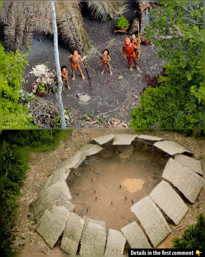 Guardians of the Forest: The Resilient and Vulnerable Uncontacted Tribes of Brazil