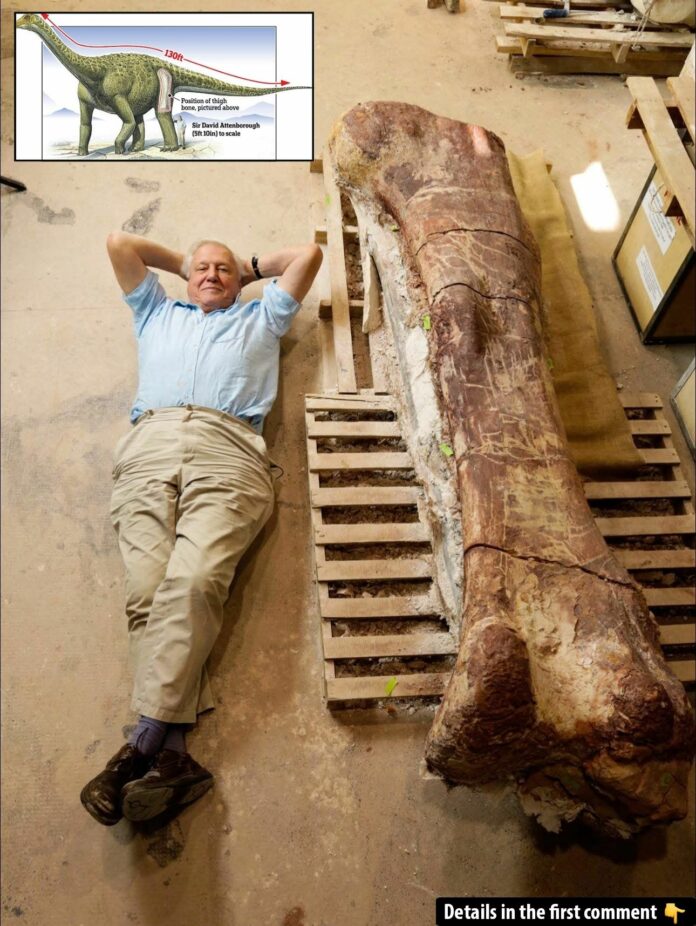 The Discovery of the World's Largest Dinosaur: A Titanosaur Tale