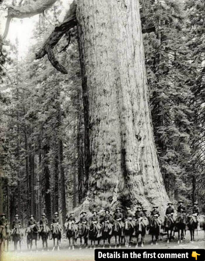 The Grizzly Giant: A 3,000-Year-Old Titan in Yosemite’s Mariposa Grove