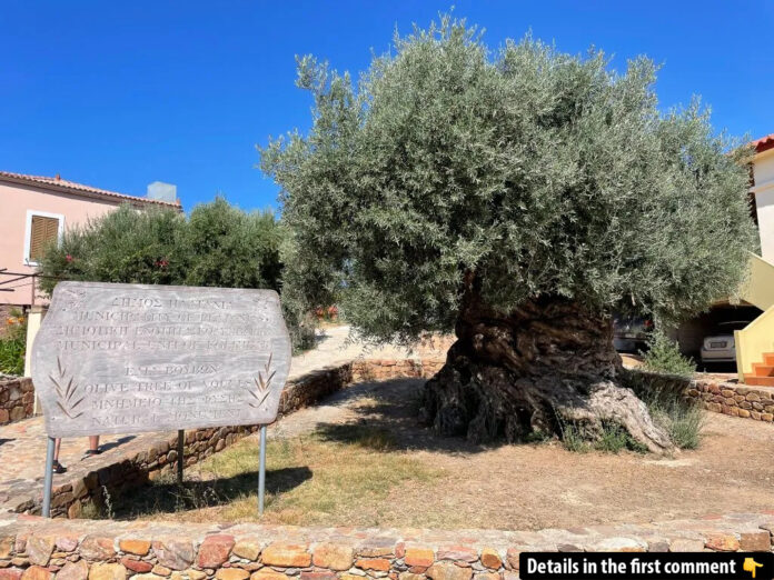 The Eternal Sentinel: Exploring the Monumental Olive Tree of Vouves in Crete