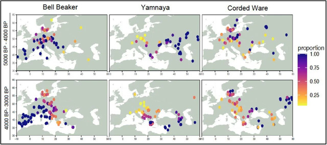 Ancestry proportions derived from Bell Beaker and Yamnaya lineages are shown using the IBD admixture model. The data standardizes each steppe source—Corded Ware, Bell Beaker, and Yamnaya-Samara—by their total contributions to steppe ancestry. (Credit: Fulya Eylem Yediay et al., 2024)