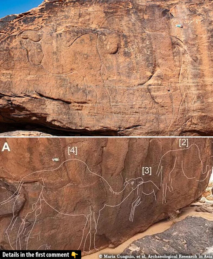 Unveiling the Past: Life-Size Camel Rock Carvings Discovered in Saudi Arabia's Desert