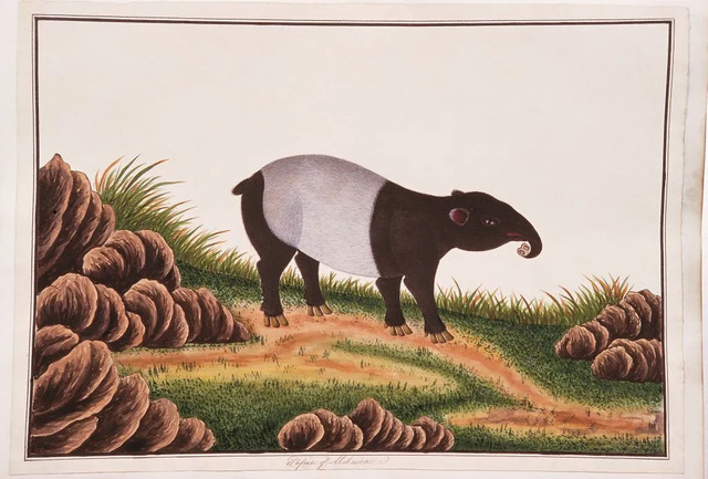 A 19th-century illustration of a Malayan tapir. Public domain via Wikimedia Commons