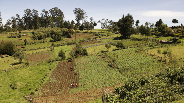 A centuries-old farming practice in West Africa, which transforms depleted rainforest soils into fertile farmland, holds promise for combating climate change and revolutionizing agriculture across the continent.