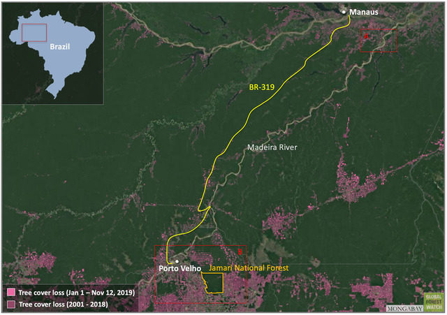 A detailed map of the Madeira River Basin highlighting the locations of Coccoloba gigantifolia near Manaus and Porto Velho. The map also indicates areas of tree cover loss from 2001 to 2019, underscoring deforestation threats.