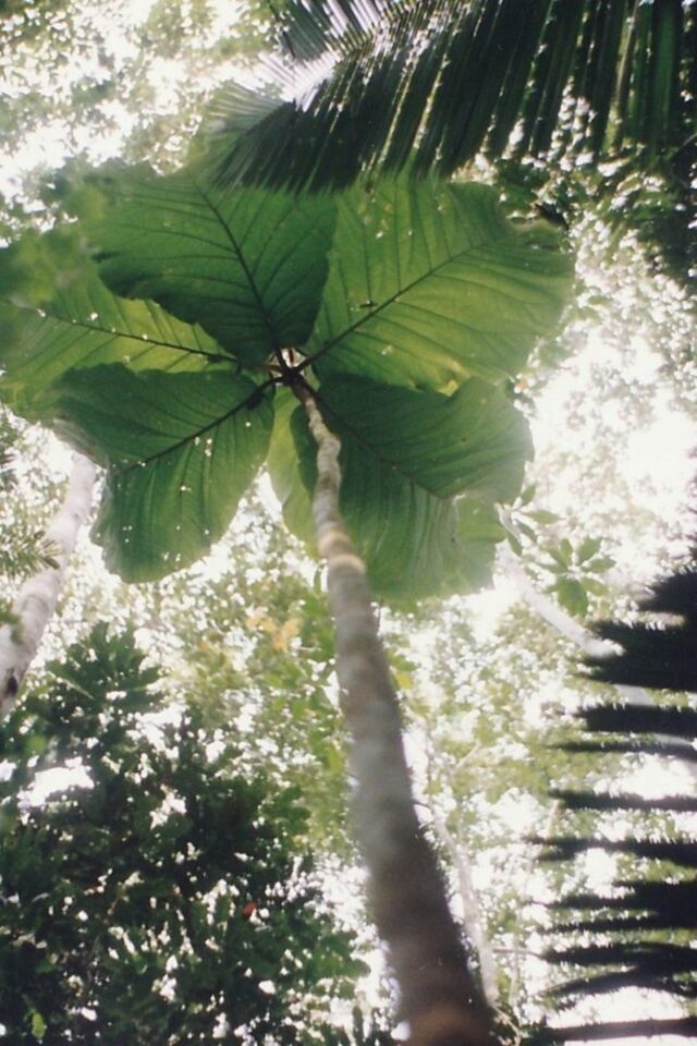 A towering Coccoloba gigantifolia tree with its iconic human-sized leaves, photographed from the forest floor. These massive leaves can grow up to 2.5 meters in length, making them the largest known among dicotyledonous plants.